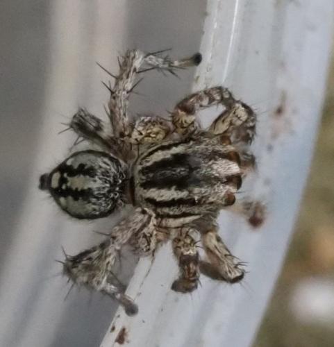 Réf. 310 738 : Stenaelurillus sp.